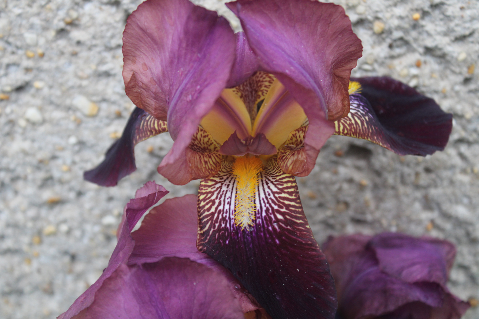 Blume aus heimischen Garten 