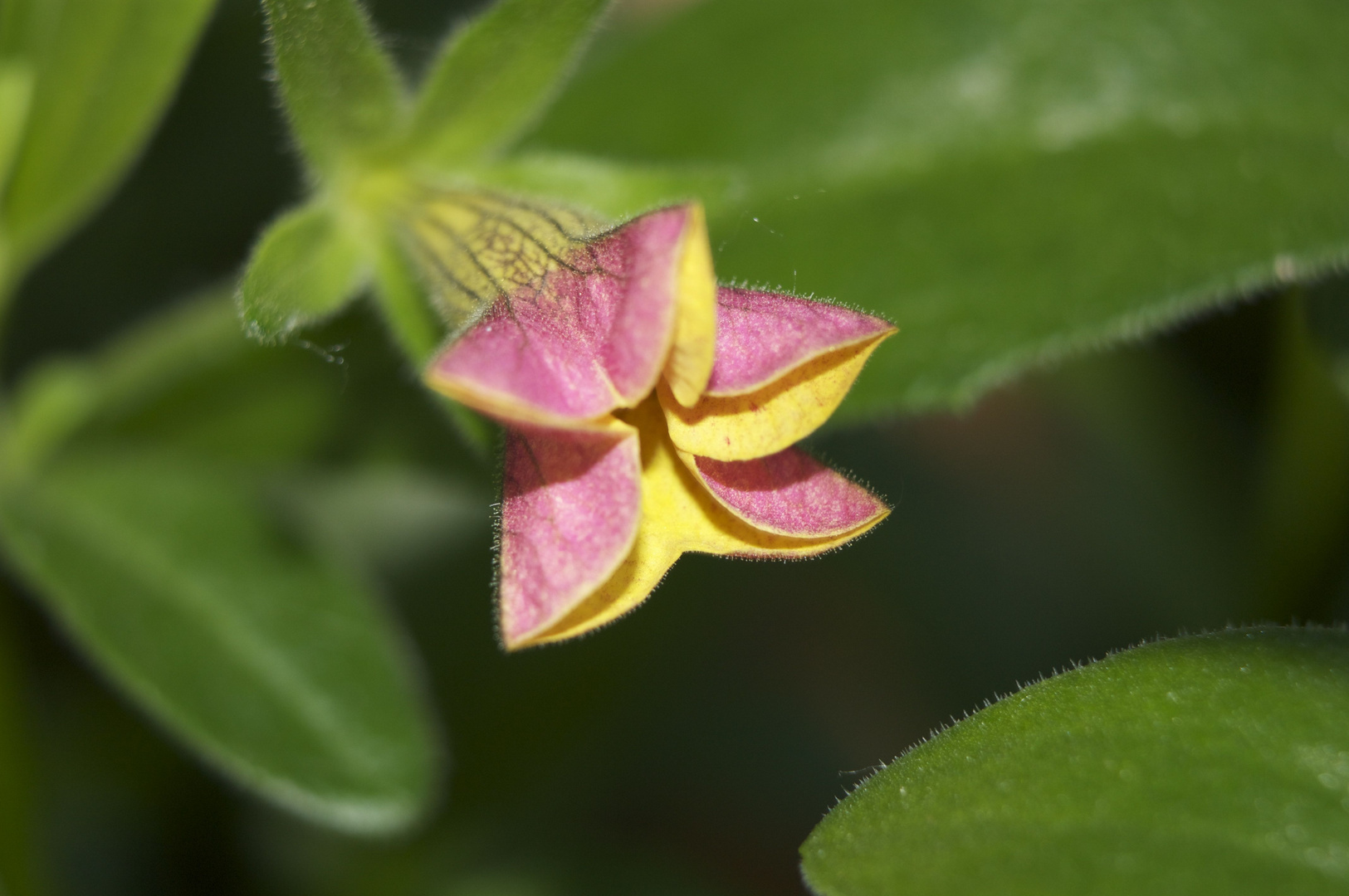 Blume, aus Mama's garten.