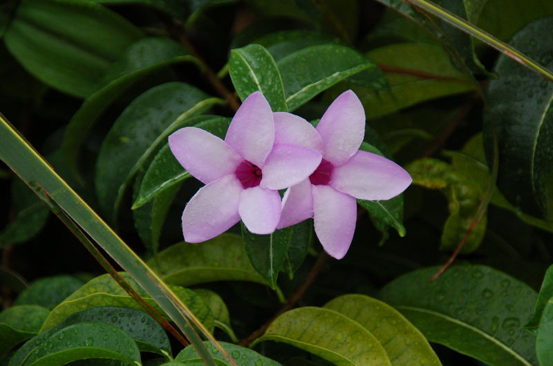 Blume aus Mexico