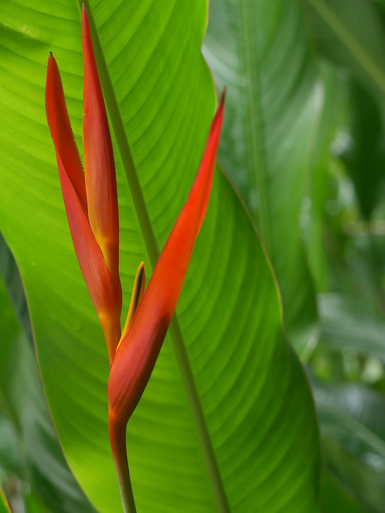 Blume Aus Thailand Foto Bild Asia Thailand Southeast Asia Bilder Auf Fotocommunity