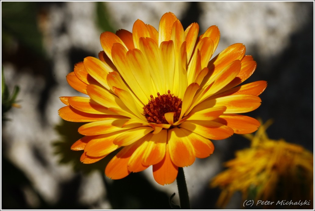 Blume aus Unterholz (Walchen)