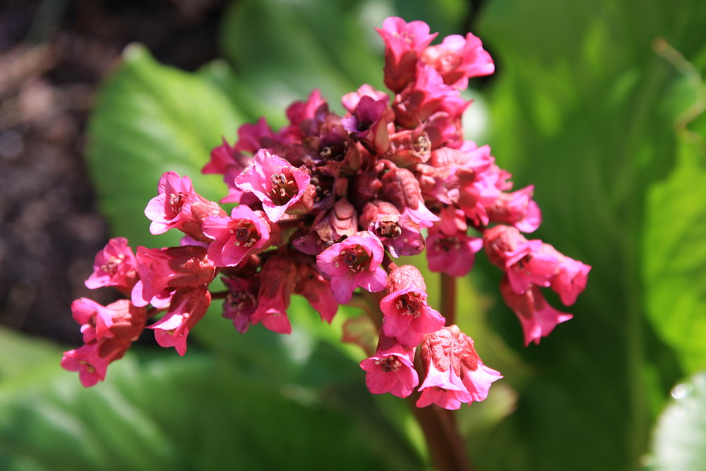 Blume von Barbara Halmburger