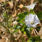 Blume begrüßt den Frühling