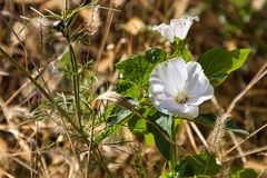 Blume begrüßt den Frühling