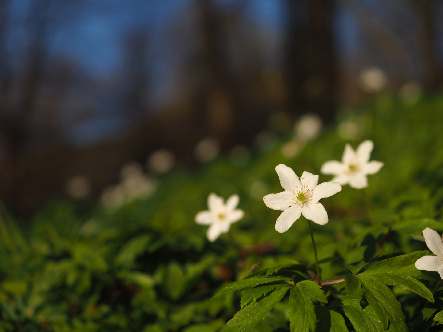 Blume bei der Milseburg