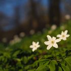 Blume bei der Milseburg