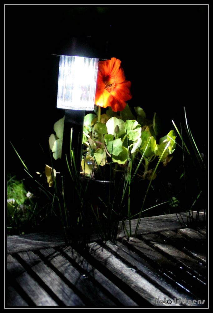 Blume bei Nacht