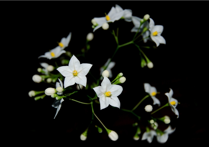 Blume bei Nacht