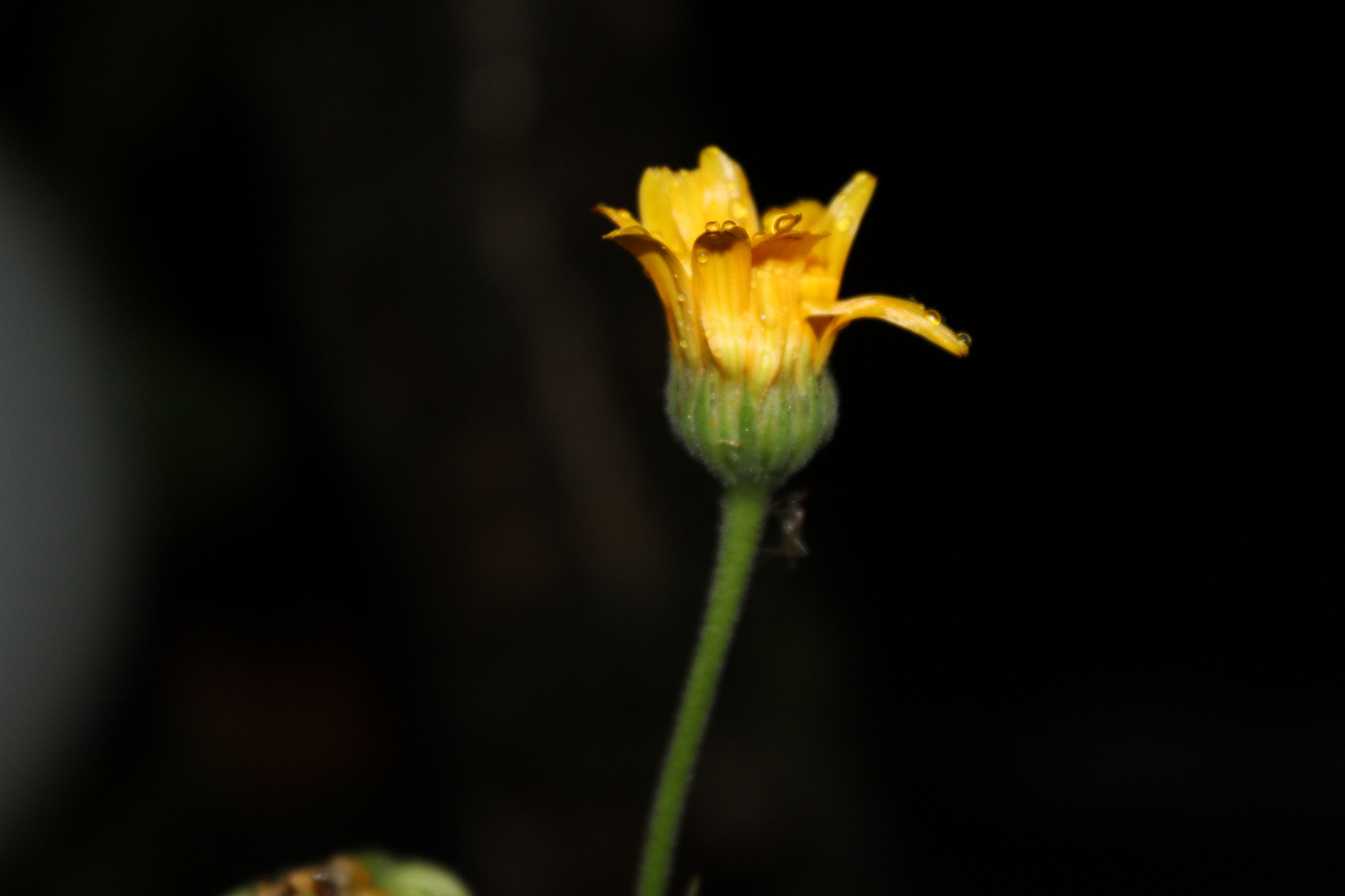 Blume bei Nacht