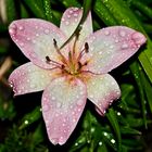 Blume bei Regen