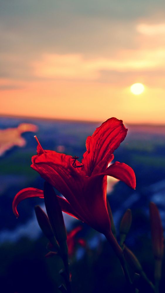 Blume bei Sonnenuntergang