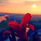 Blume bei Sonnenuntergang