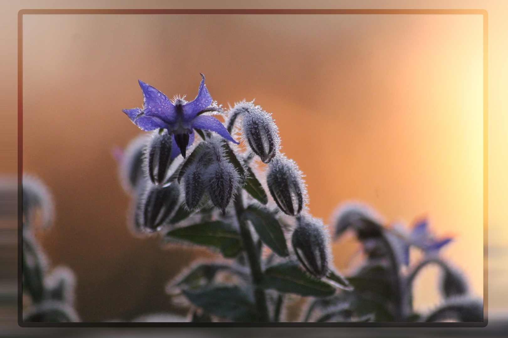 Blume beim Sonnenaufgang