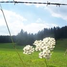 Blume beim Stacheldraht