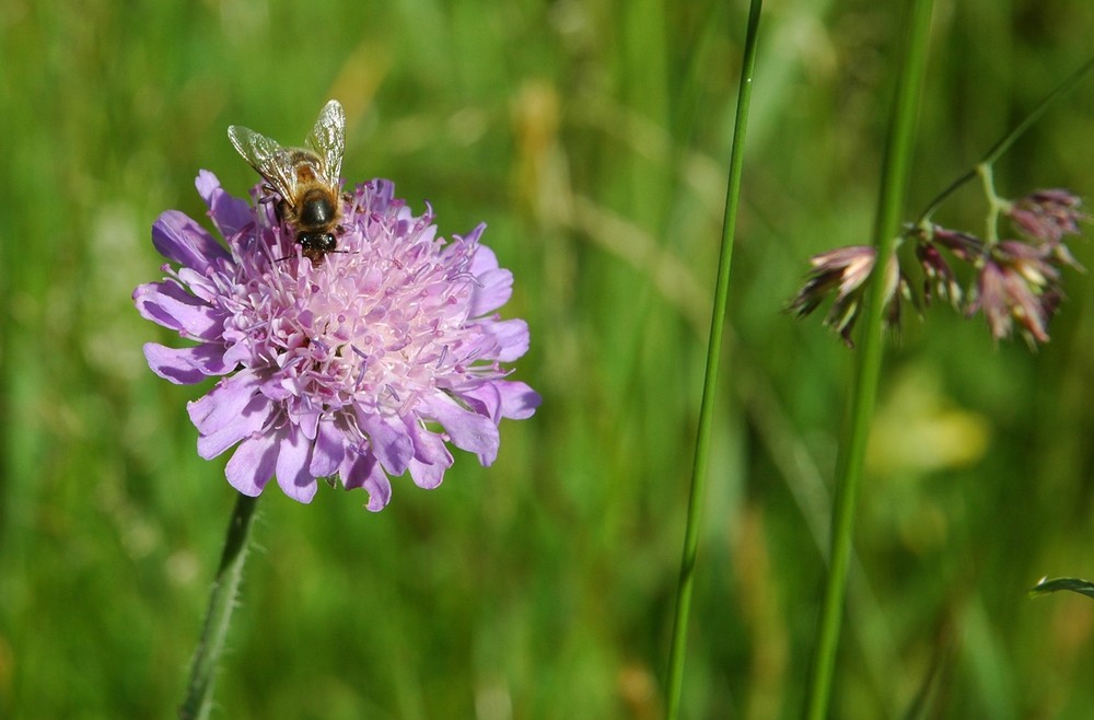 Blume bekommt Besuch