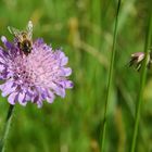 Blume bekommt Besuch