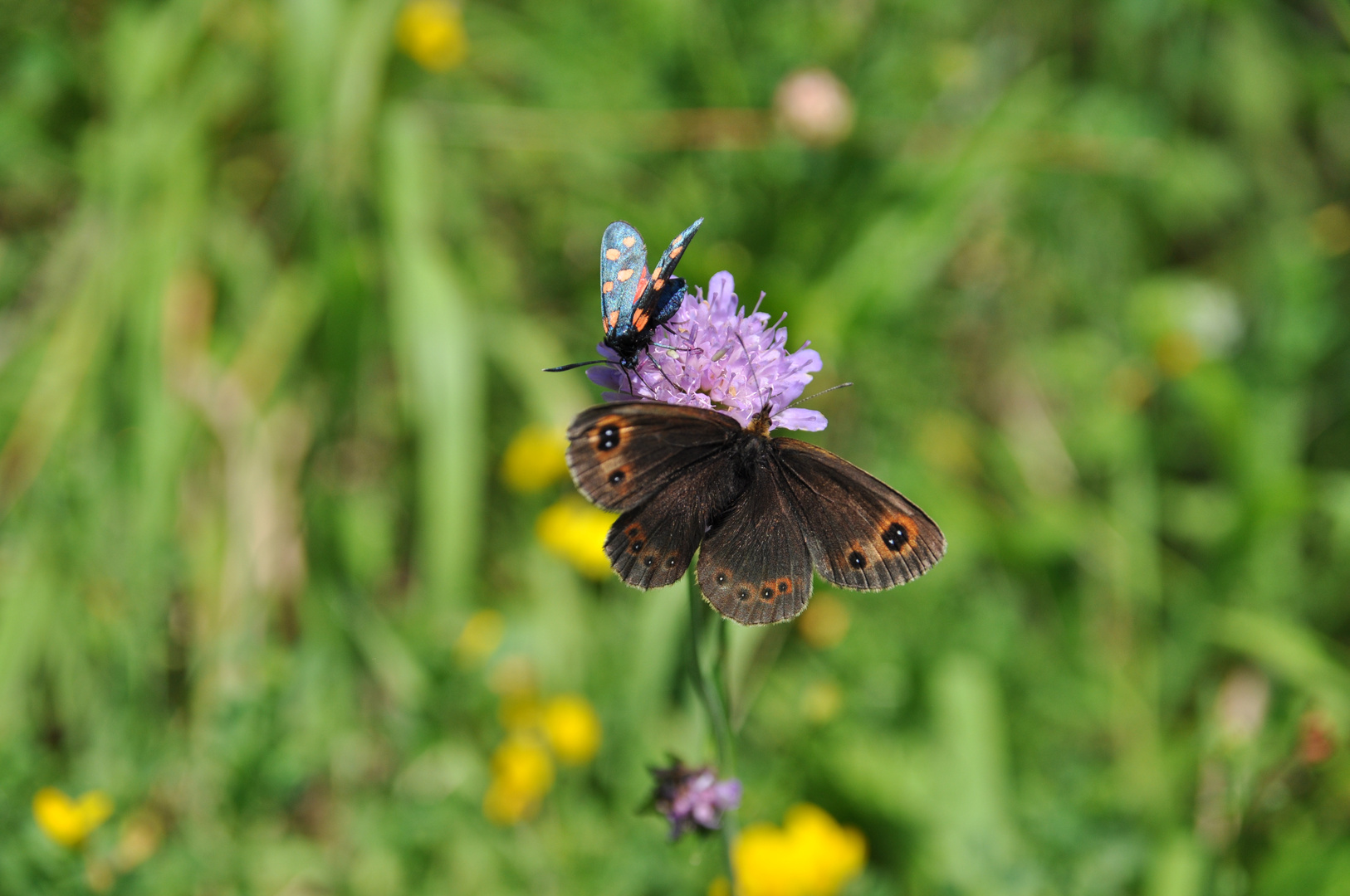 Blume bekommt Besuch