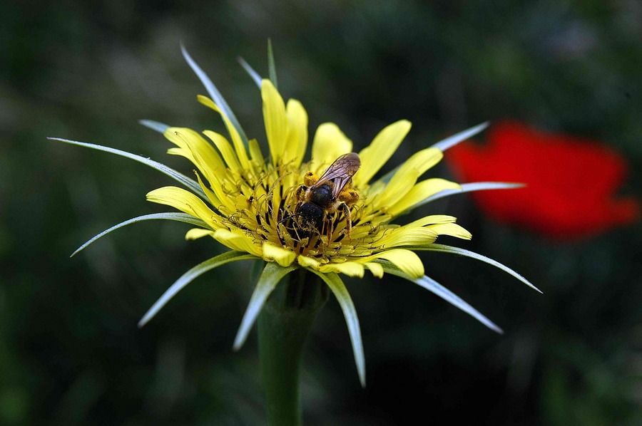 Blume besetzt