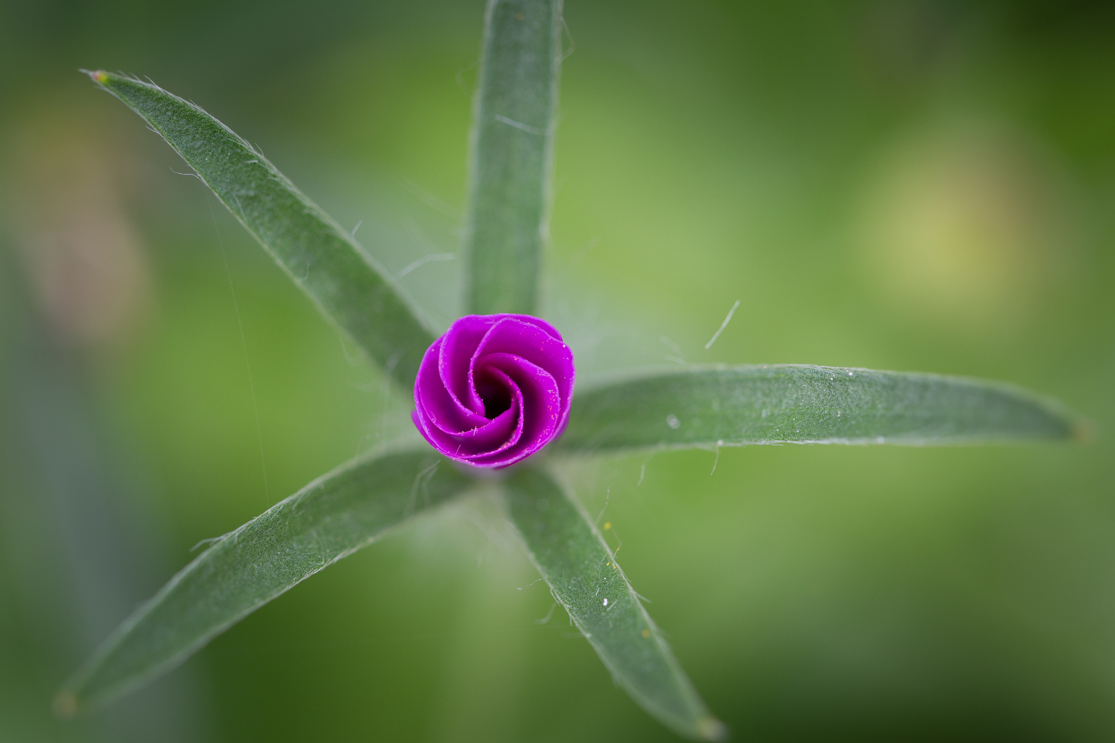 Blume bevor sie aufmacht