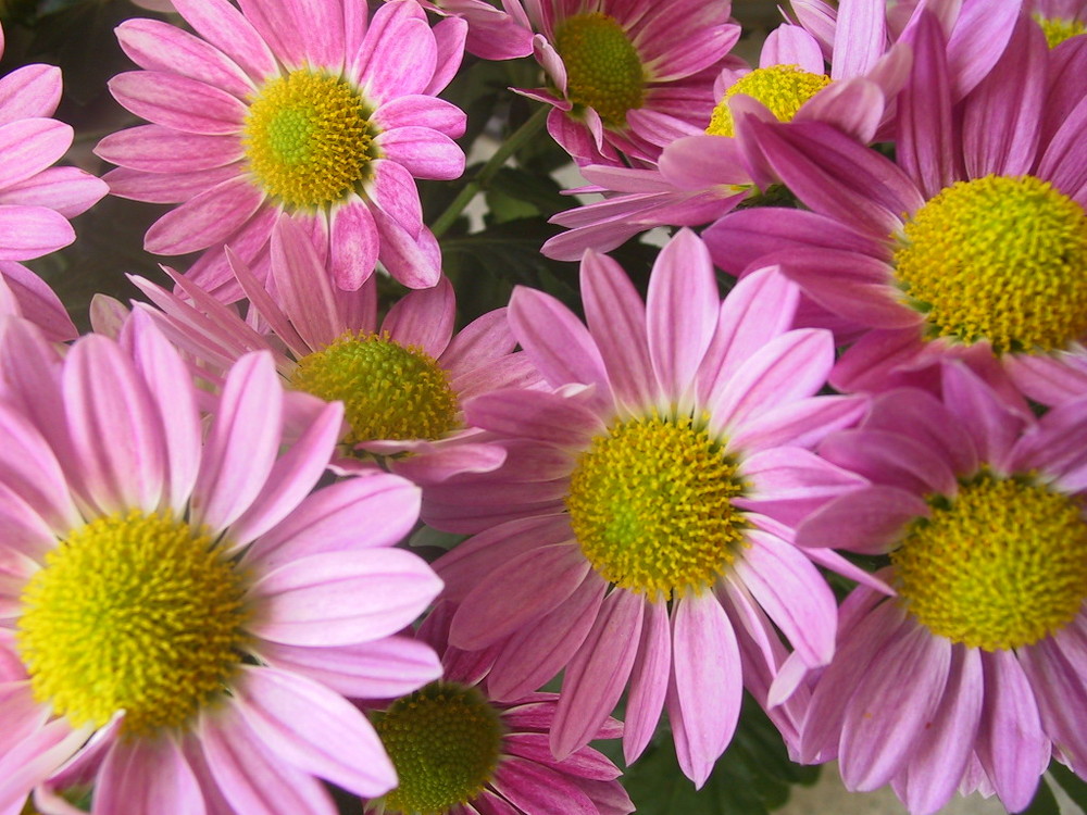 Blume Foto & Bild | sonstiges, natur und technik, natur Bilder auf