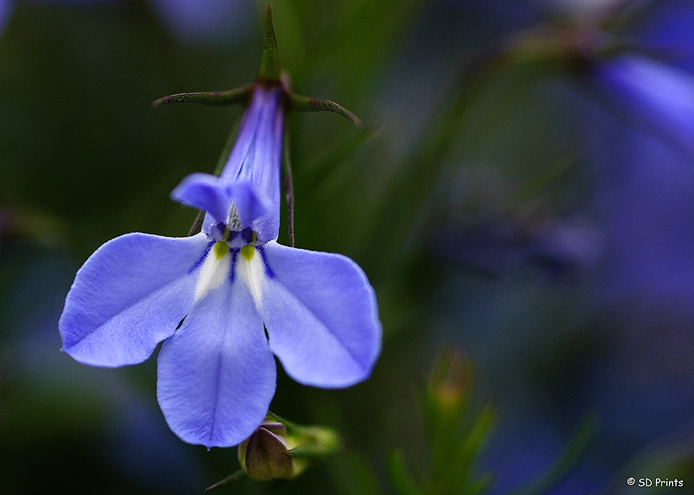 Blume blau