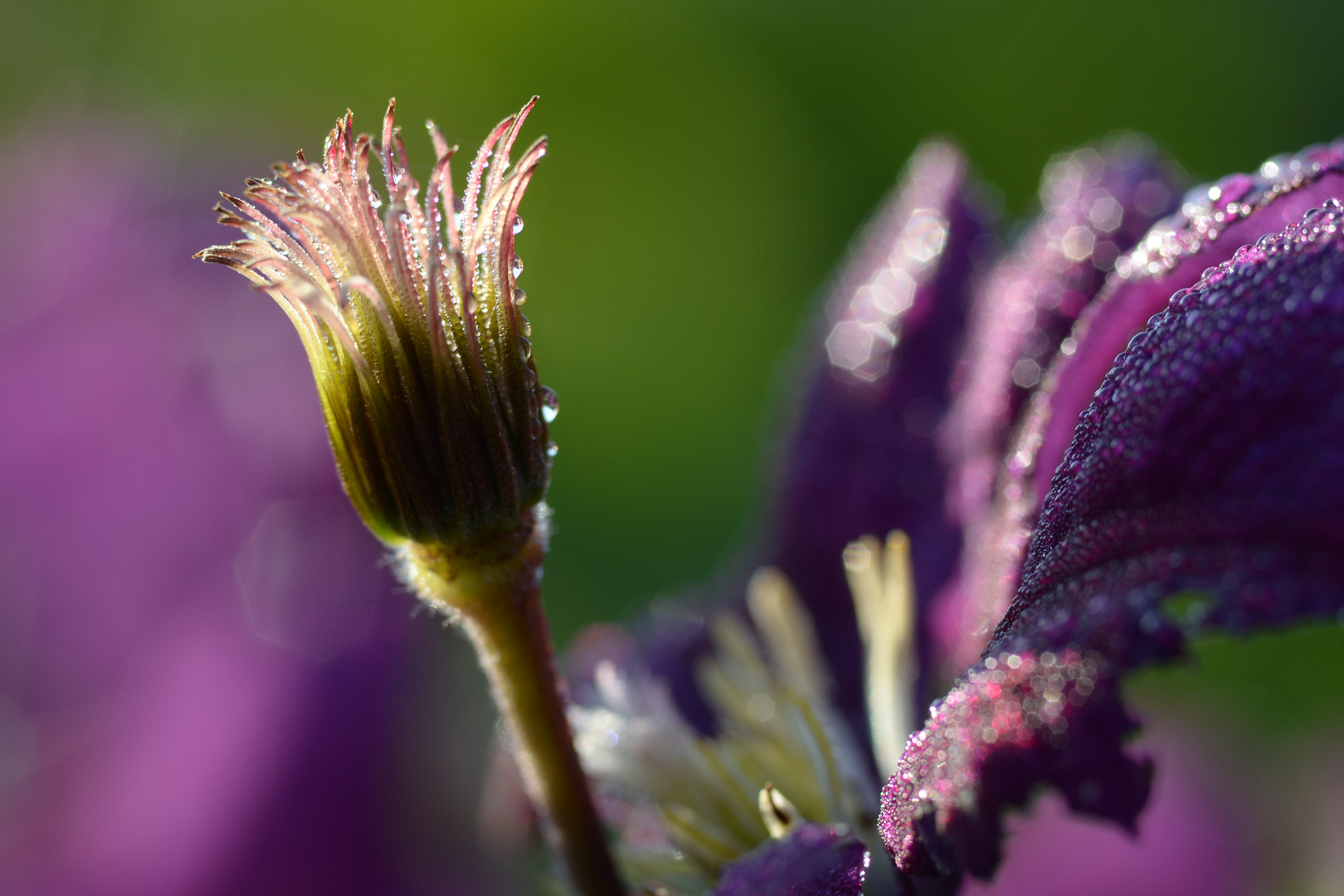 Blume, blau