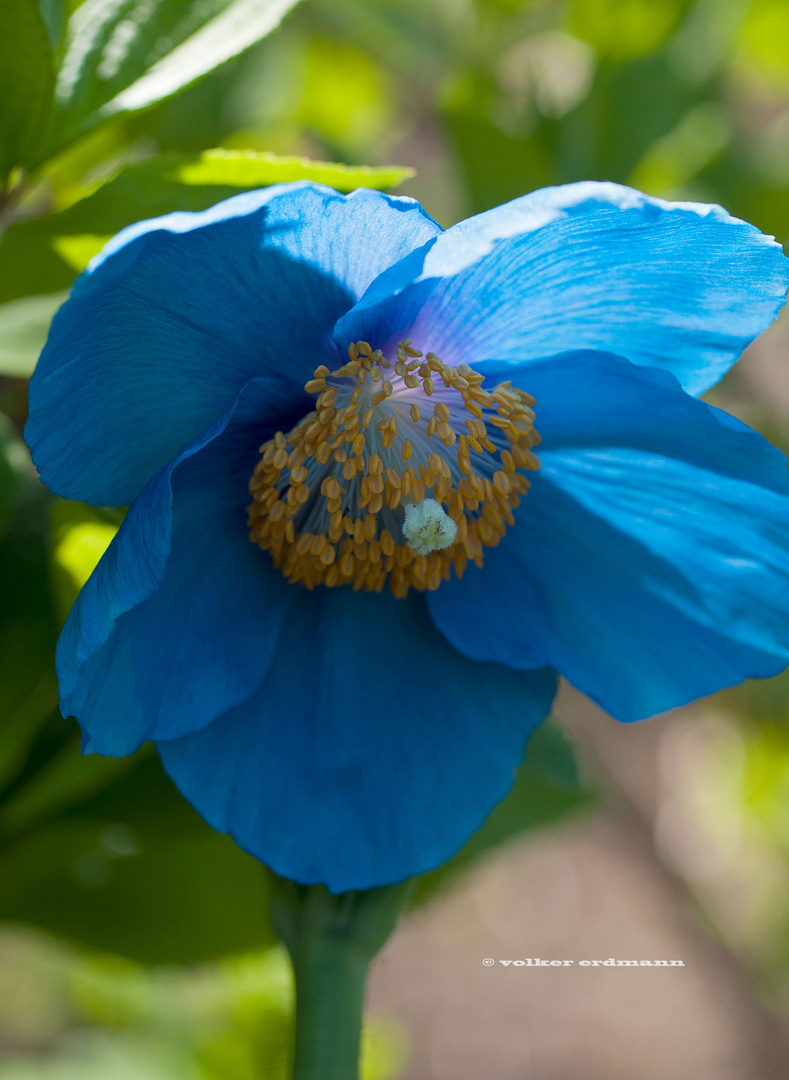 Blume blauer Mohn