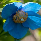 Blume blauer Mohn