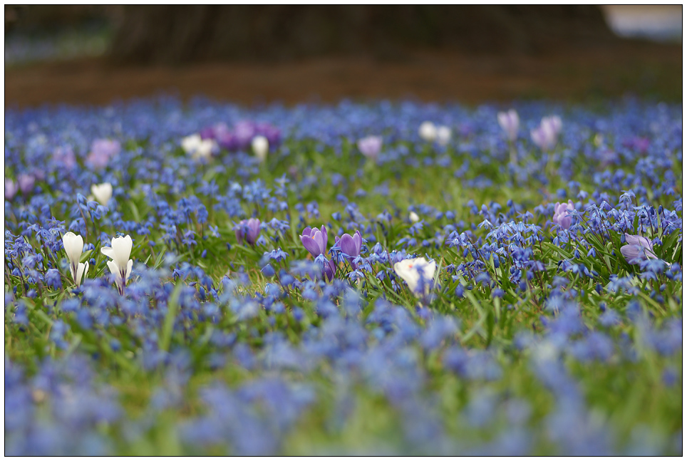 Blume- Blume - Blume - BAUM