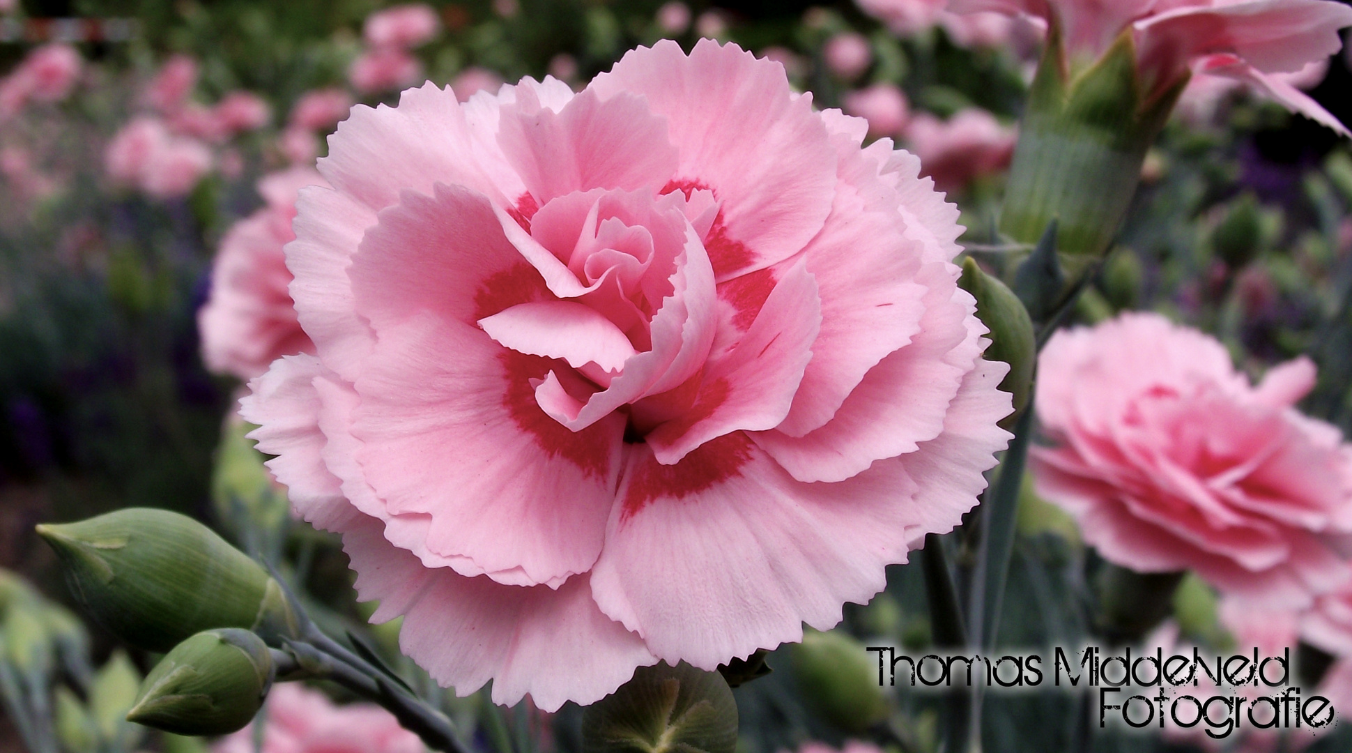 Blume Botanischergarten