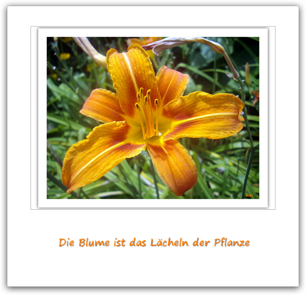 Blume