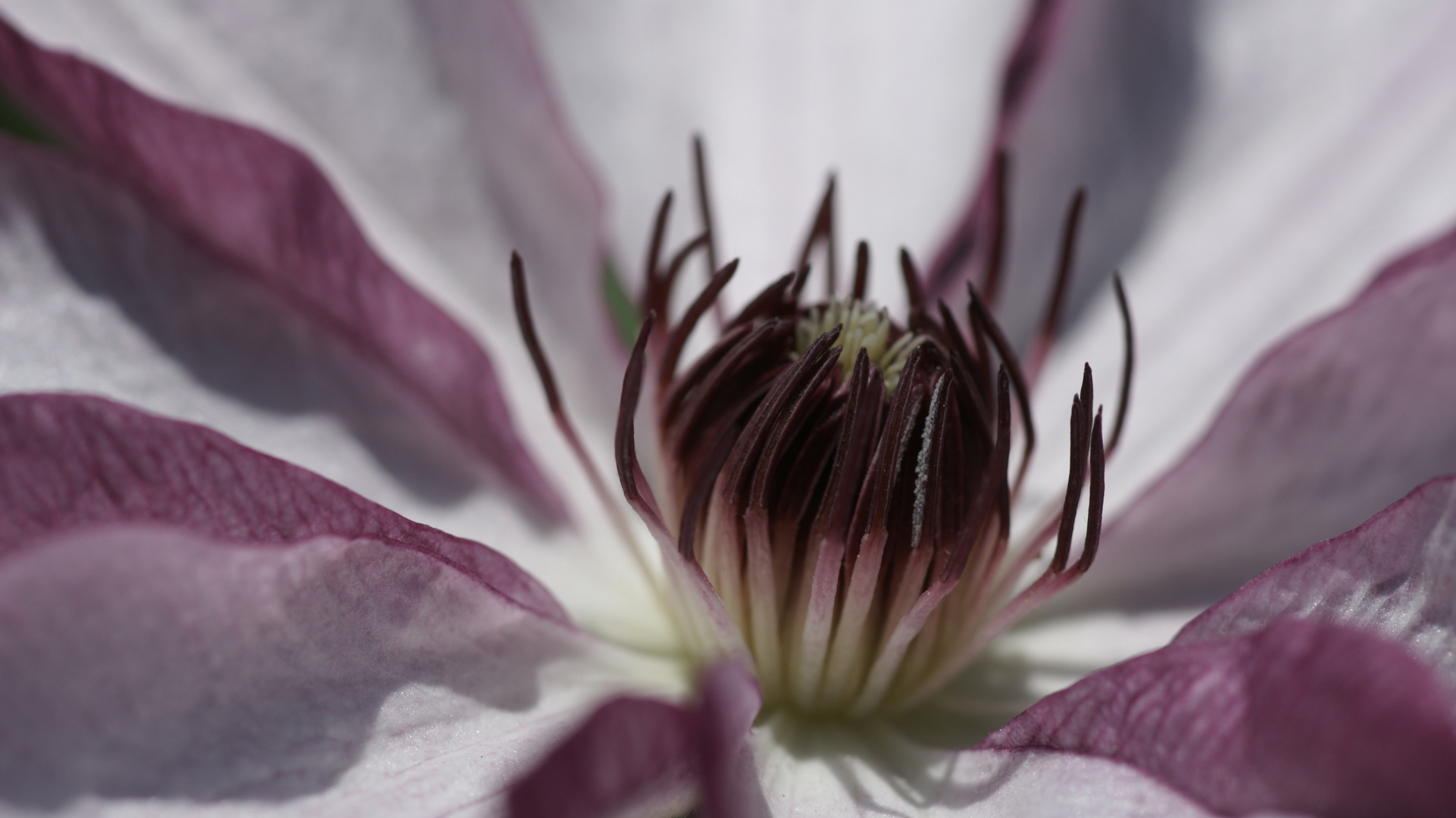 Blume: Clematis