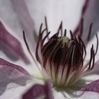 Blume: Clematis