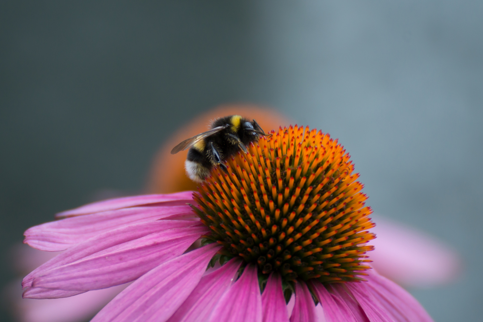 Blume Closeup