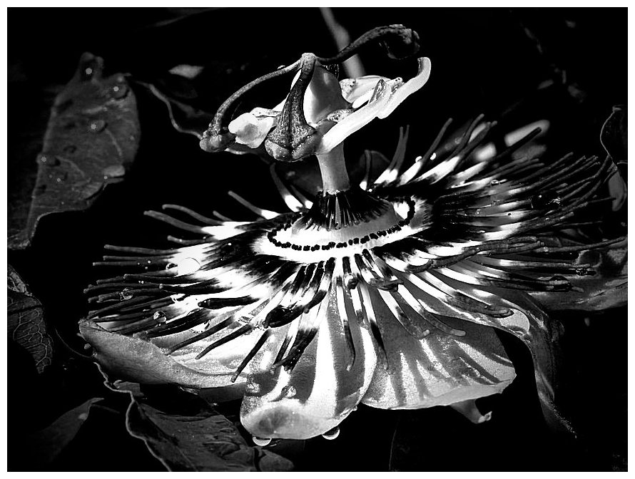 Blume... Copyright by Tonackerl