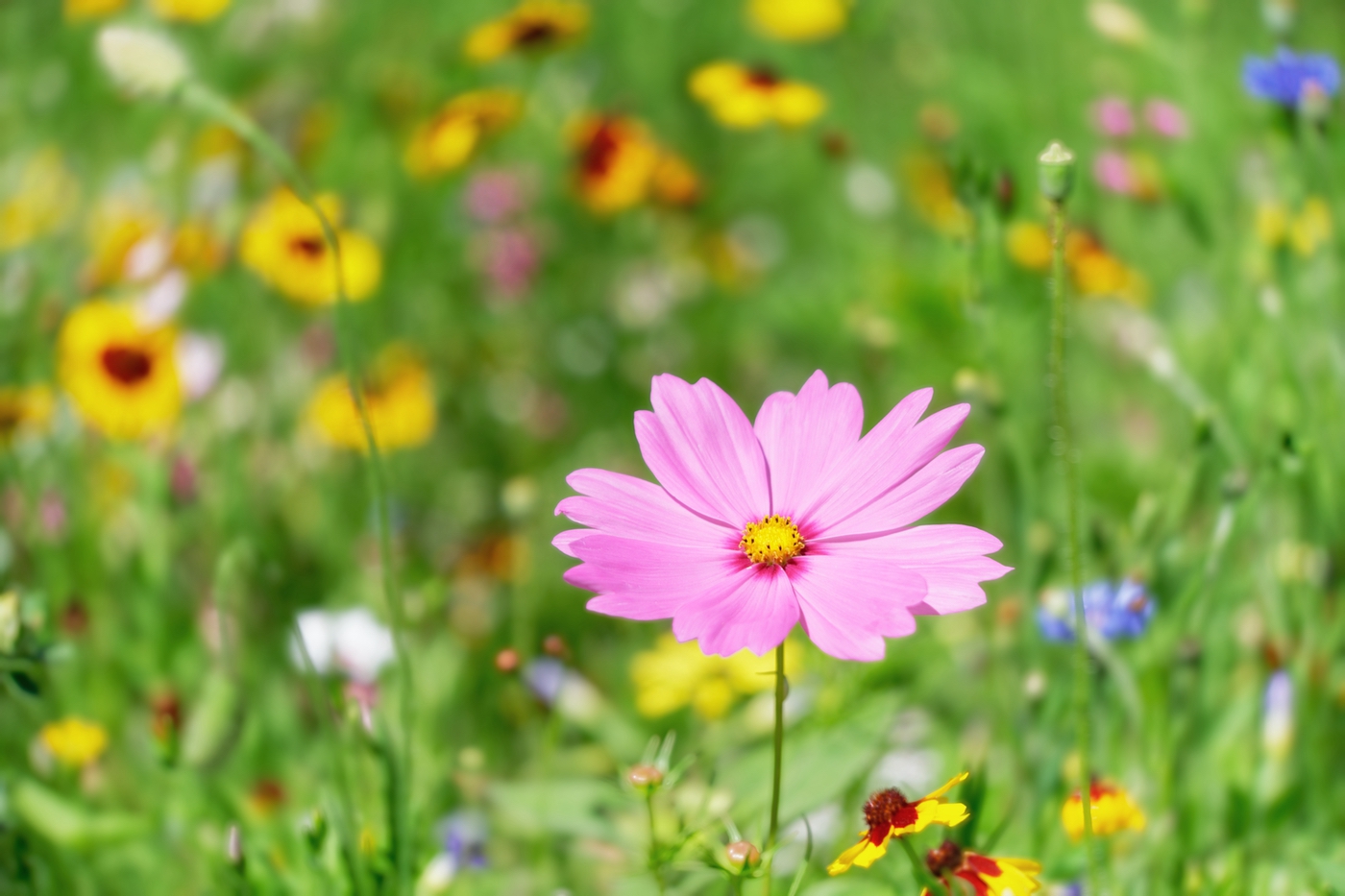 Blume - Cosmea (Schuckkörbchen)