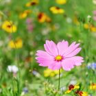 Blume - Cosmea (Schuckkörbchen)