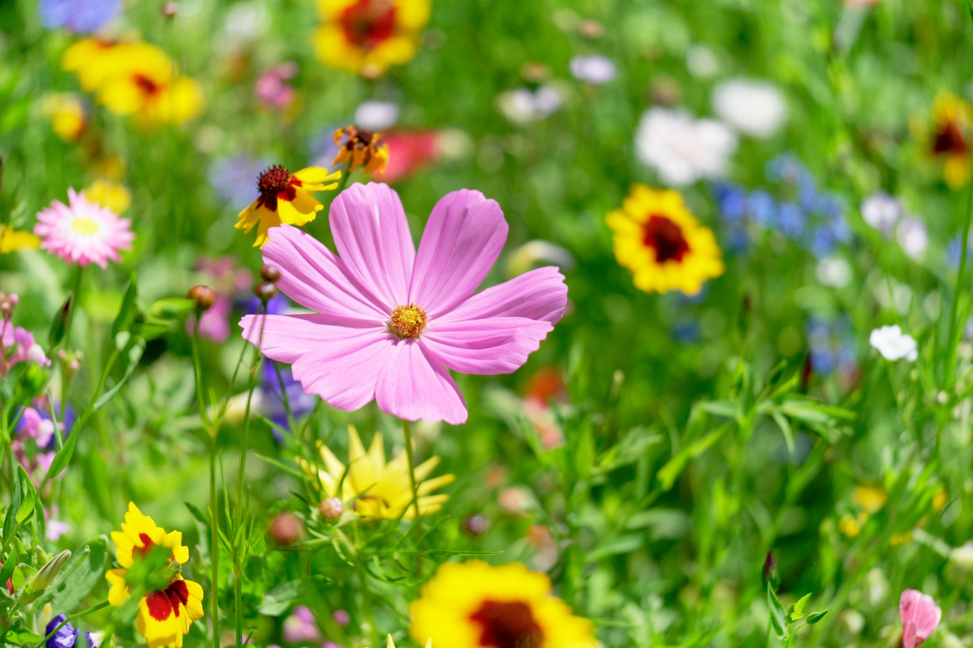 Blume Cosmea - Schuckkörbchen