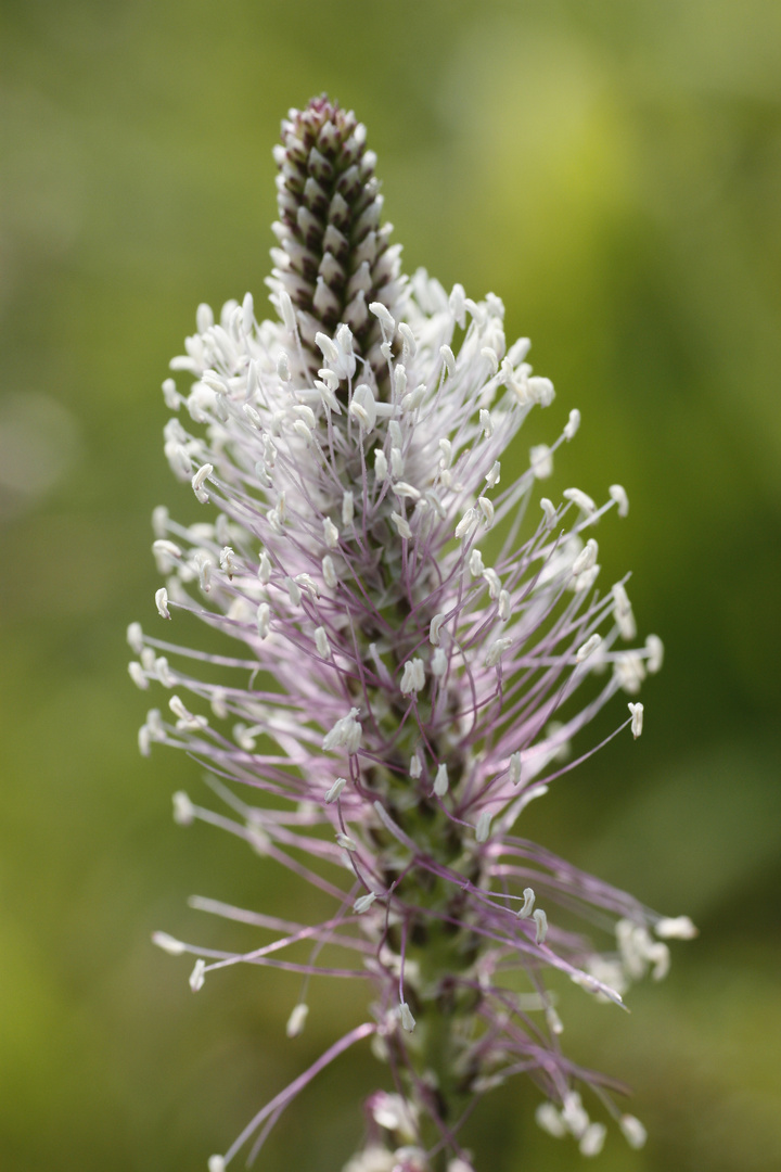 Blume der Natur