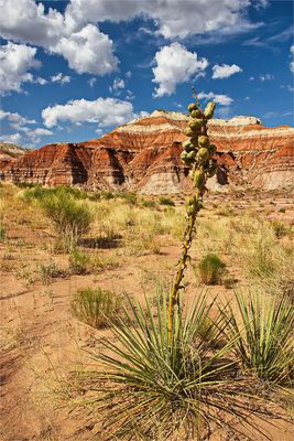 Blume der Prärie # 2