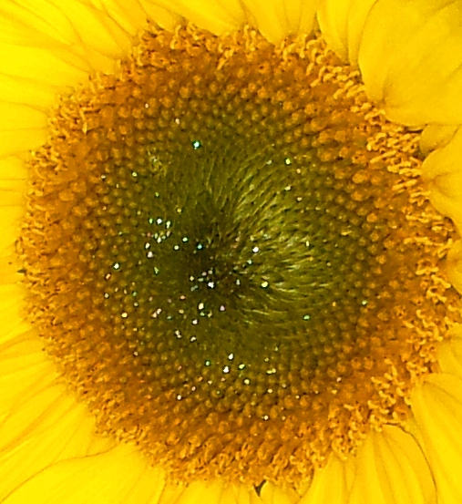 Blume der Sonne