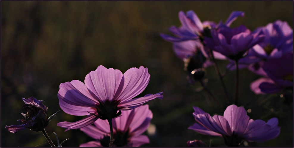 Blume des Herzens...