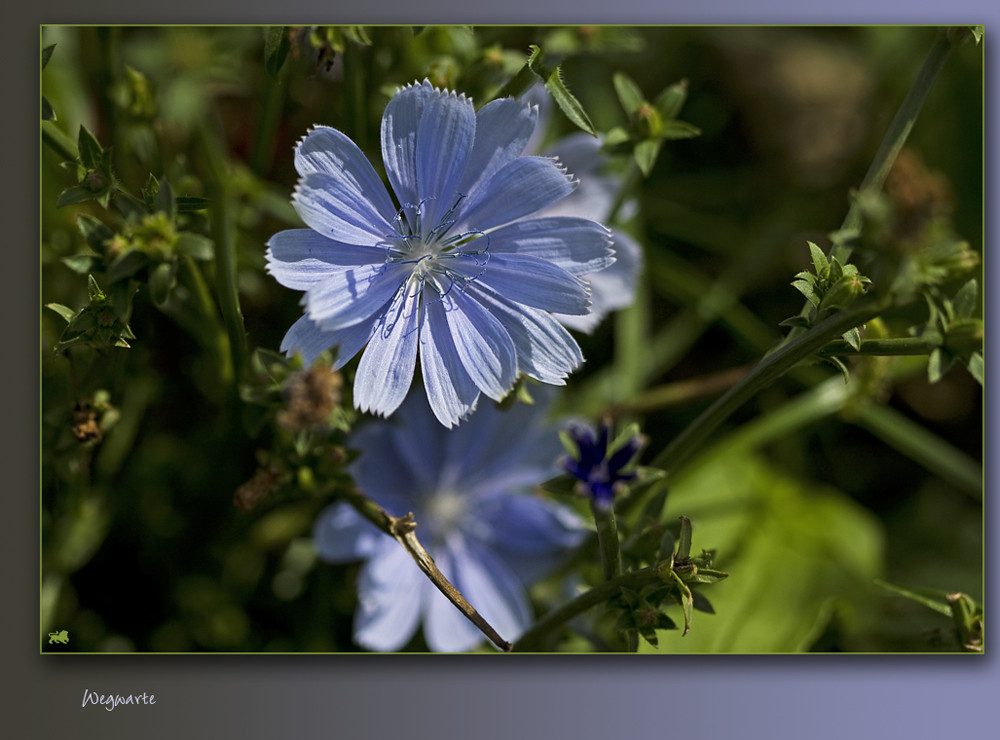 Blume des Jahres 2009