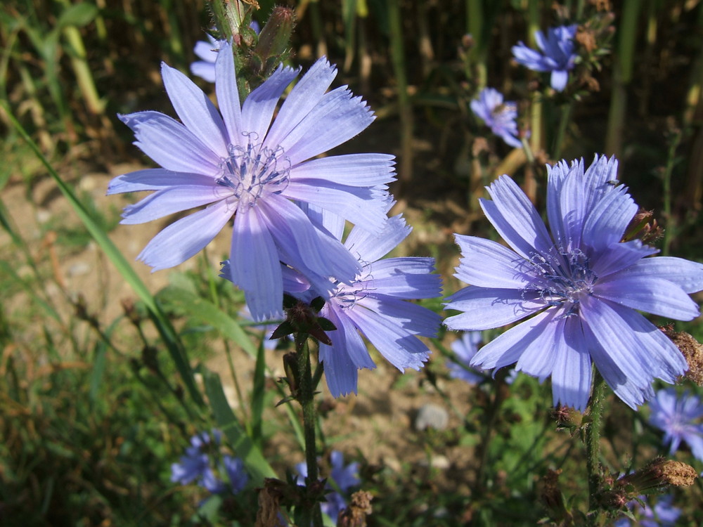 Blume des Jahres 2009