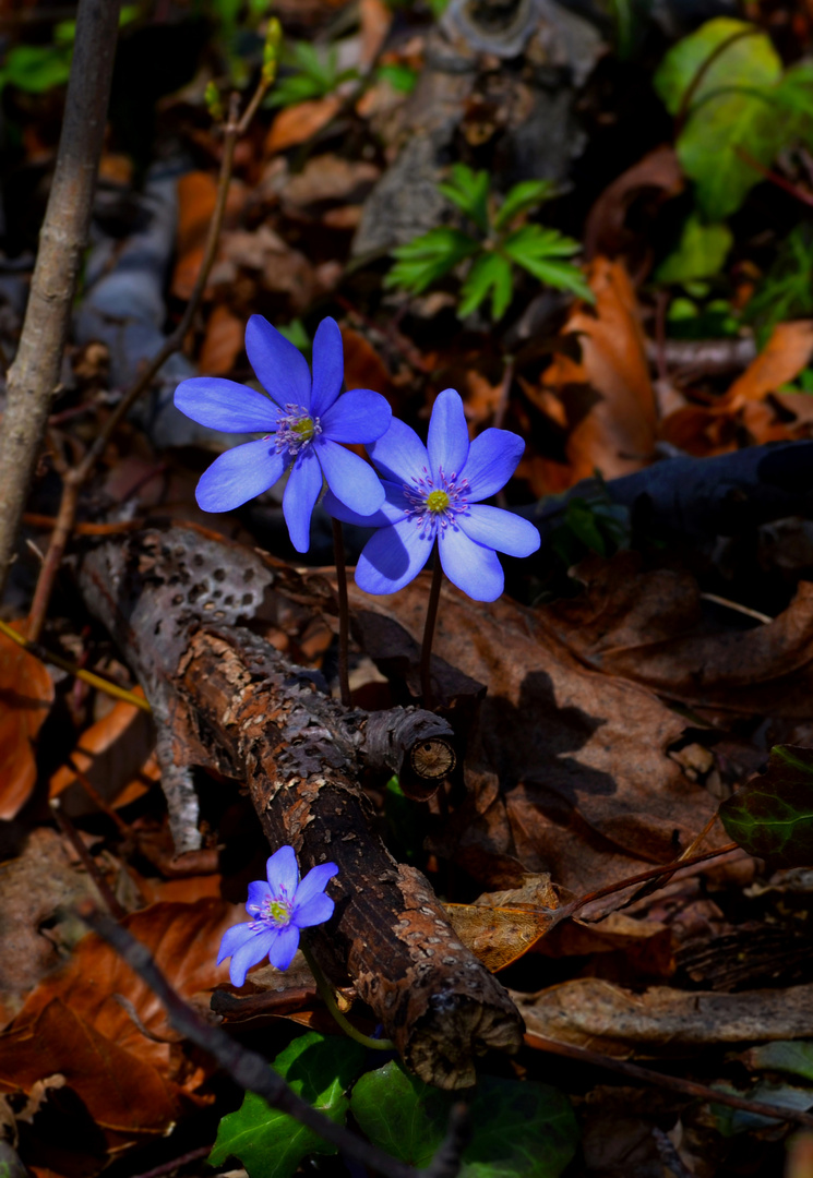 ~ Blume des Jahres 2013 ~