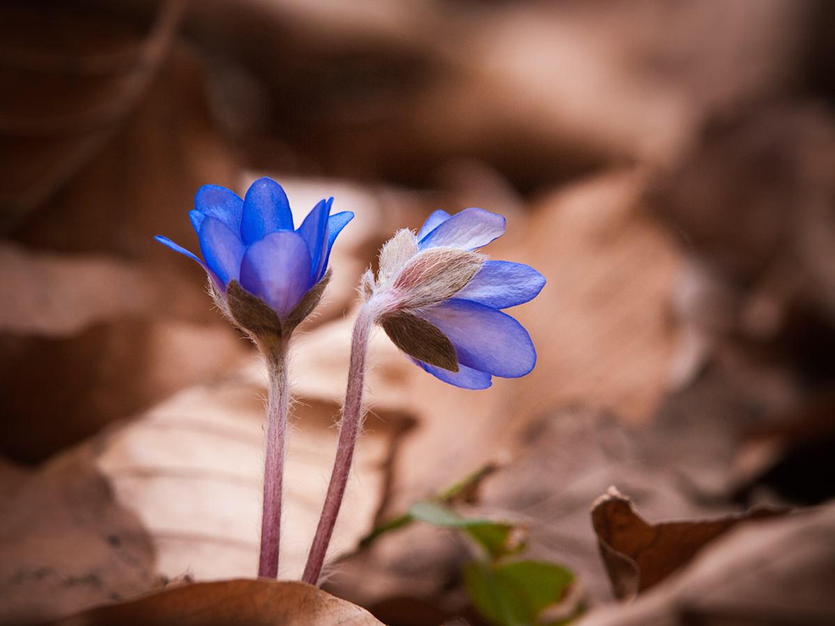 Blume des Jahres 2013