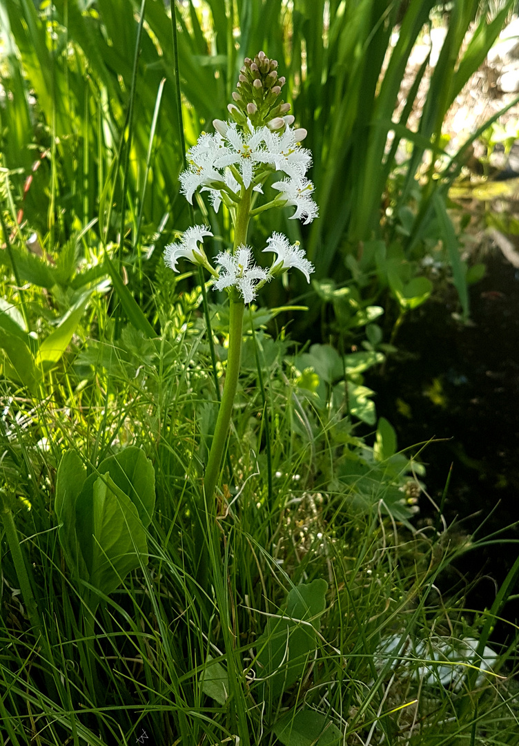 Blume des Jahres 2020