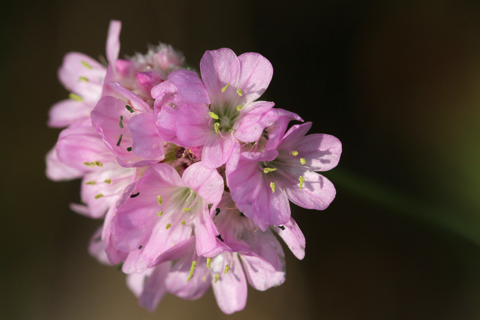 Blume des Jahres 2024 Foto & Bild natur, pflanzen, blüten Bilder auf