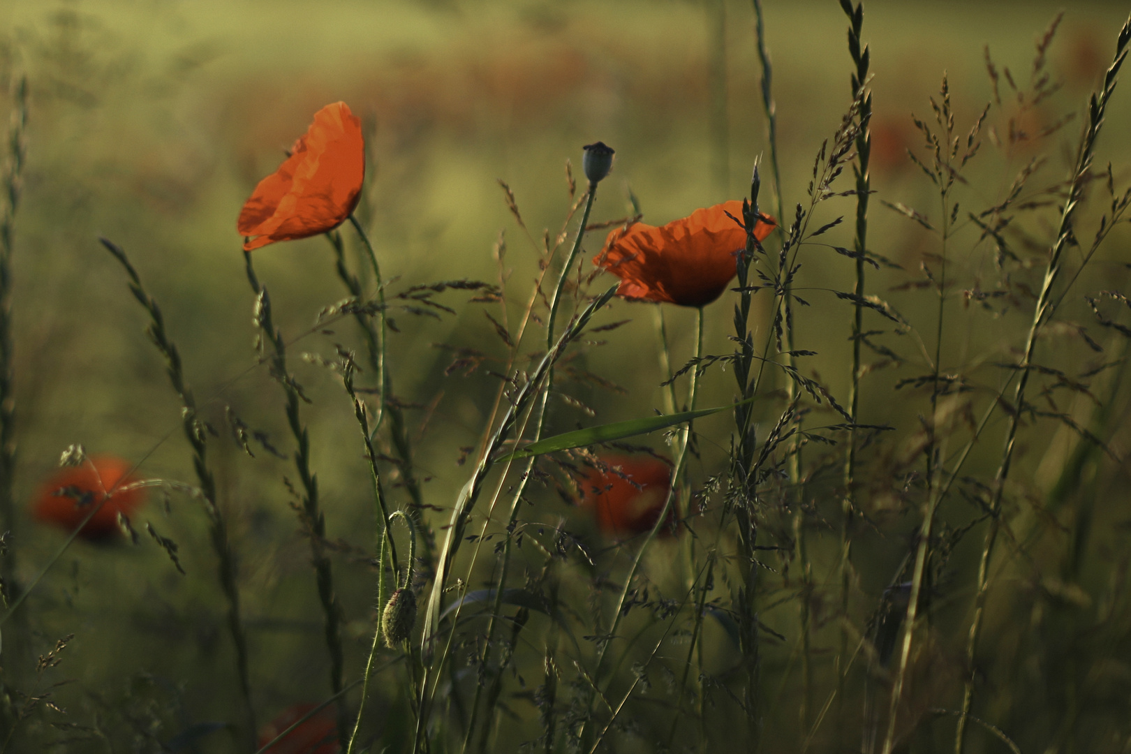 Blume des Jahres