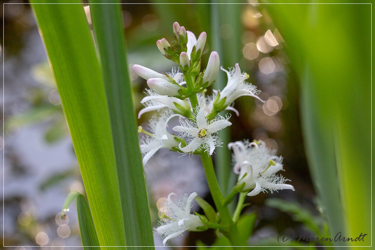 Blume des Jahres - Fieberklee